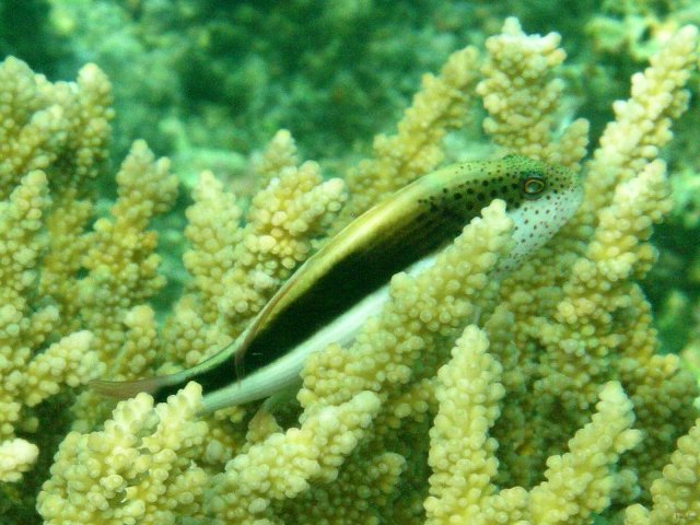 69- Poisson-faucon 